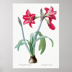 Vintage botanische Illustration Poster