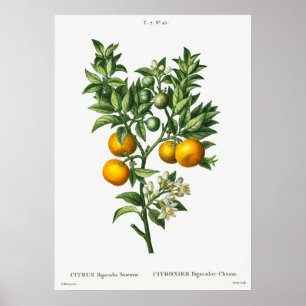 Vintage botanische Illustration Poster