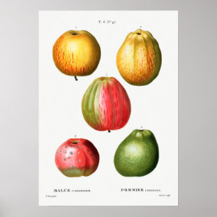Vintage botanische Illustration Poster