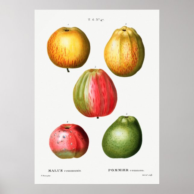 Vintage botanische Illustration Poster (Vorne)