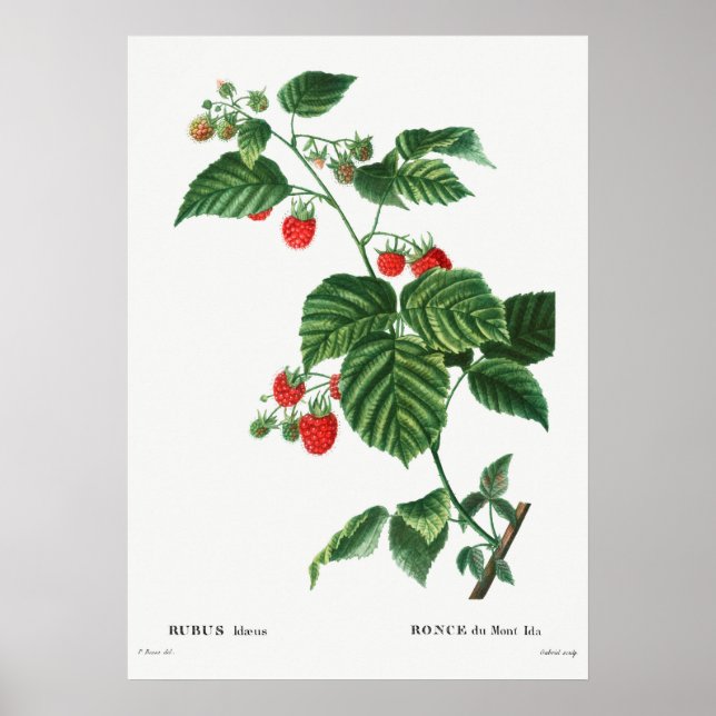 Vintage botanische Illustration Poster (Vorne)