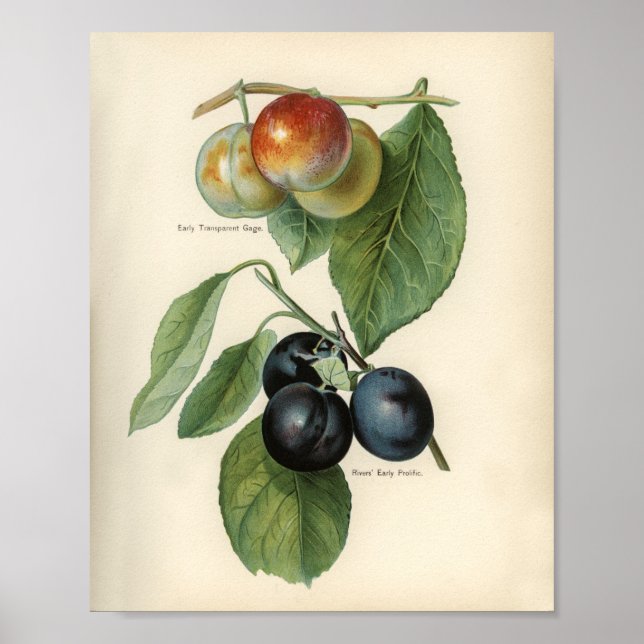 Vintage botanische Illustration Poster (Vorne)