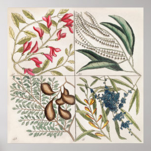 Vintage botanische Illustration Poster