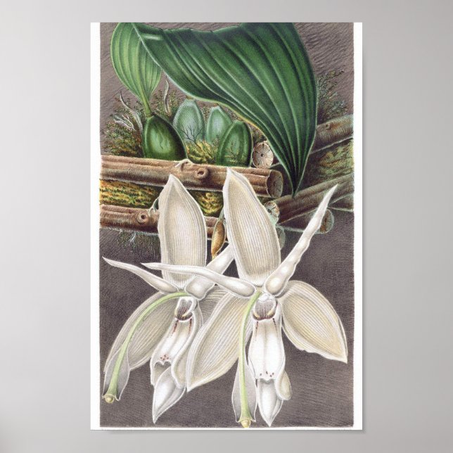 Vintage botanische Illustration Poster (Vorne)