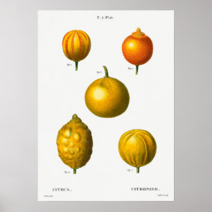 Vintage botanische Illustration Poster