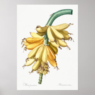Vintage botanische Illustration Poster
