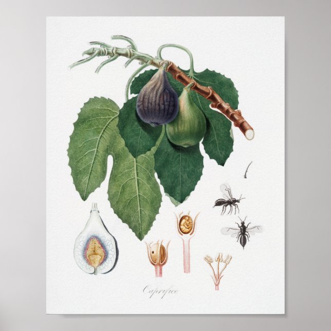 Vintage botanische Illustration Poster (Vorne)