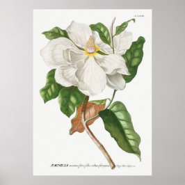 Vintage botanische Illustration Poster