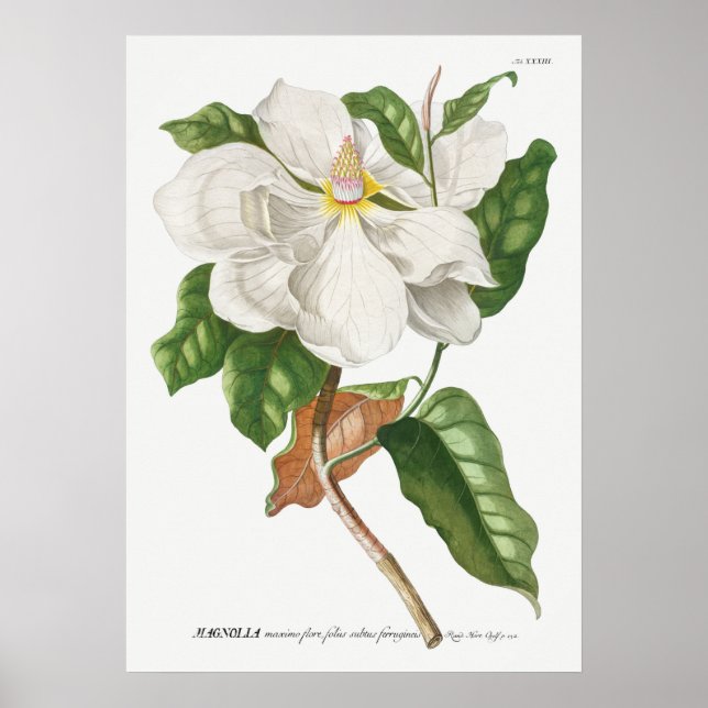 Vintage botanische Illustration Poster (Vorne)