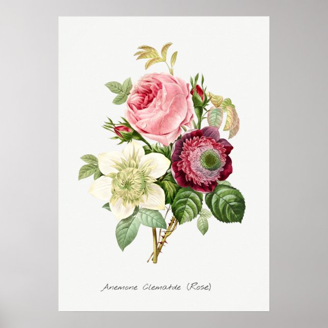 Vintage botanische Illustration Poster (Vorne)