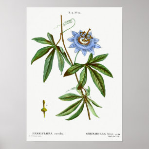 Vintage botanische Illustration Poster