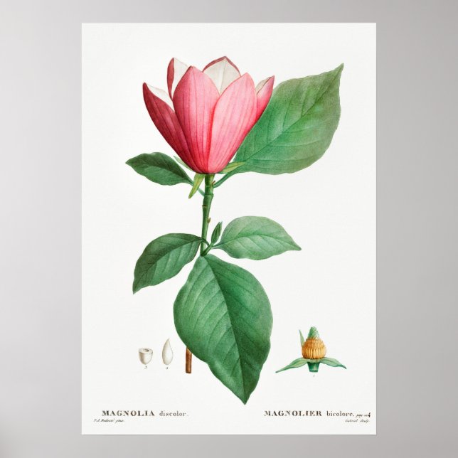 Vintage botanische Illustration Poster (Vorne)