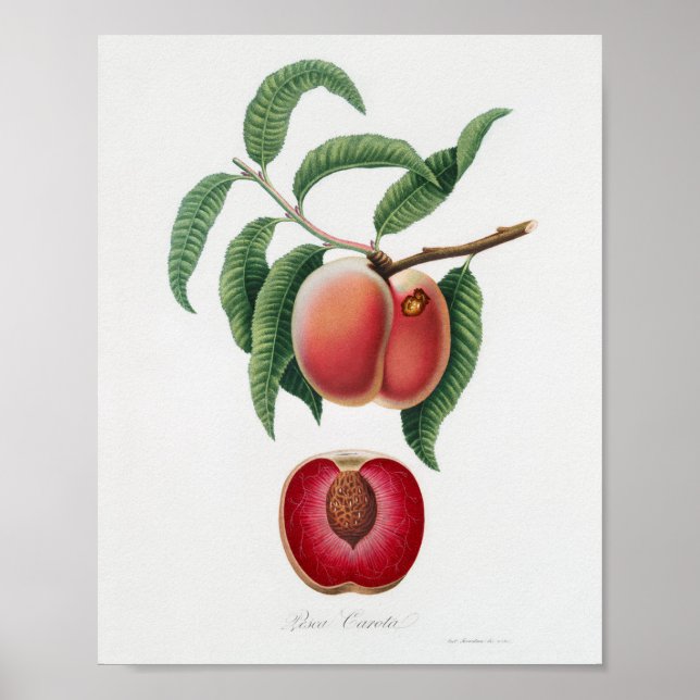 Vintage botanische Illustration Poster (Vorne)