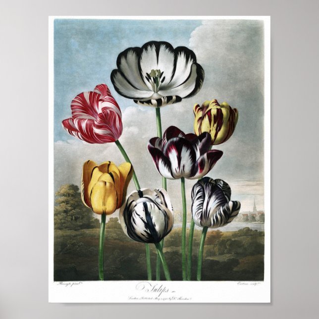 Vintage botanische Illustration Poster (Vorne)