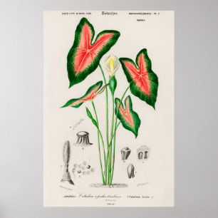 Vintage botanische Illustration Poster