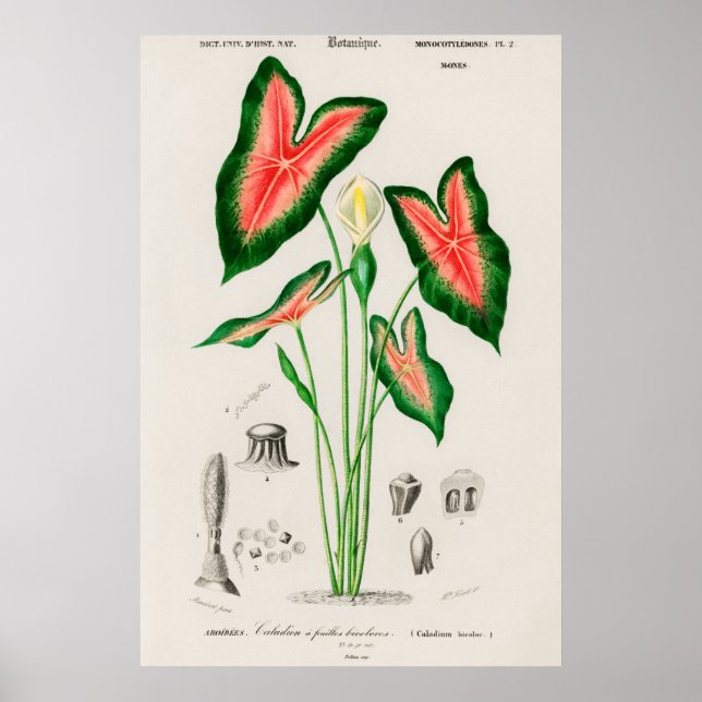 Vintage botanische Illustration Poster (Vorne)