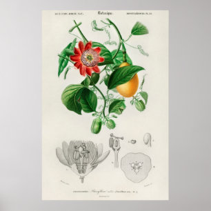 Vintage botanische Illustration Poster