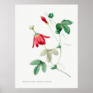 Vintage botanische Illustration Poster