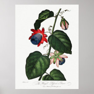 Vintage botanische Illustration Poster