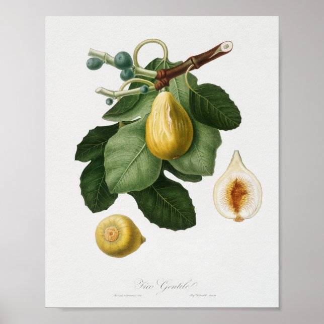 Vintage botanische Illustration Poster (Vorne)