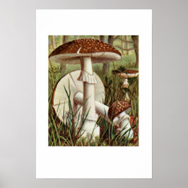 Vintage botanische Illustration Poster