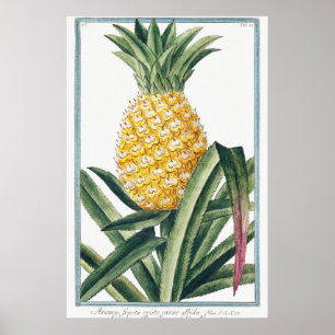 Vintage botanische Illustration Poster