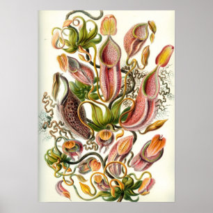 Vintage botanische Illustration Poster