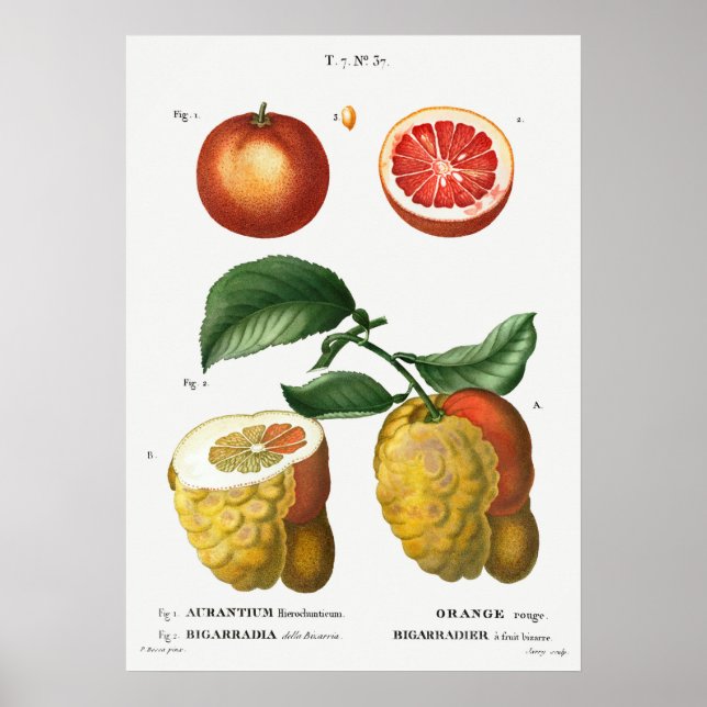 Vintage botanische Illustration Poster (Vorne)