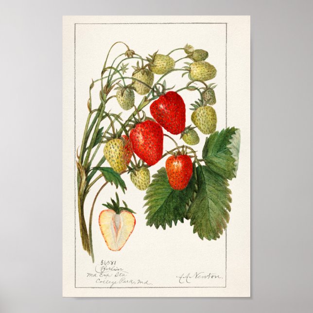Vintage botanische Illustration Poster (Vorne)