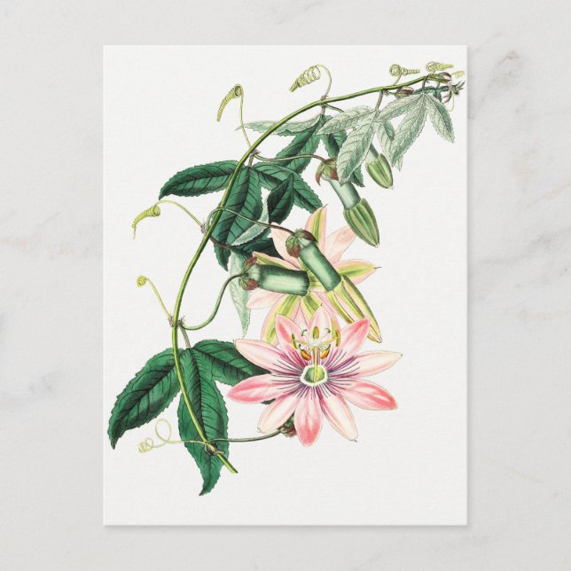 Vintage botanische Illustration Postkarte (Vorderseite)
