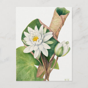 Vintage botanische Illustration Postkarte