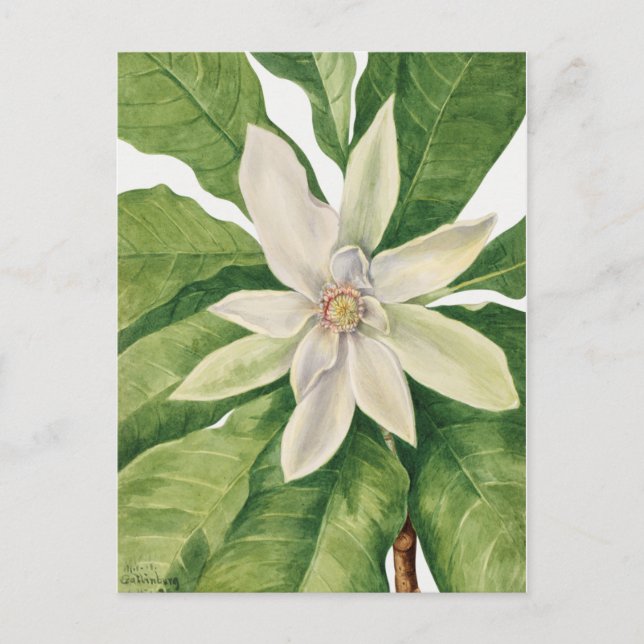 Vintage botanische Illustration Postkarte (Vorderseite)