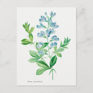 Vintage botanische Illustration Postkarte