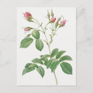 Vintage botanische Illustration Postkarte