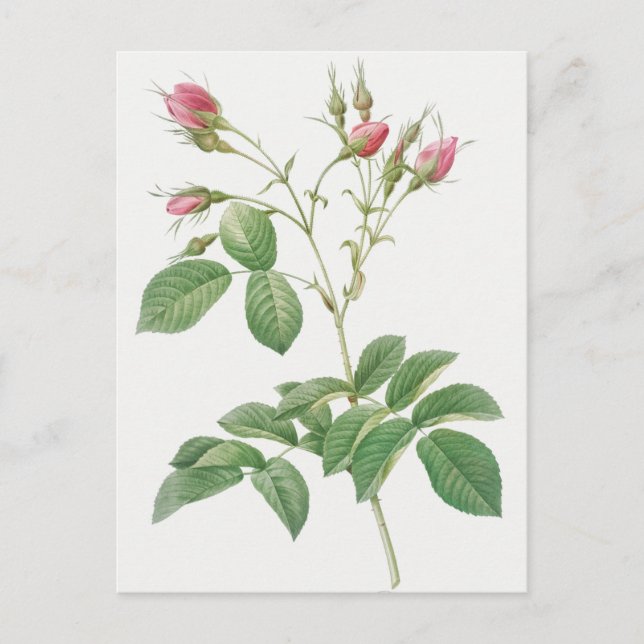 Vintage botanische Illustration Postkarte (Vorderseite)