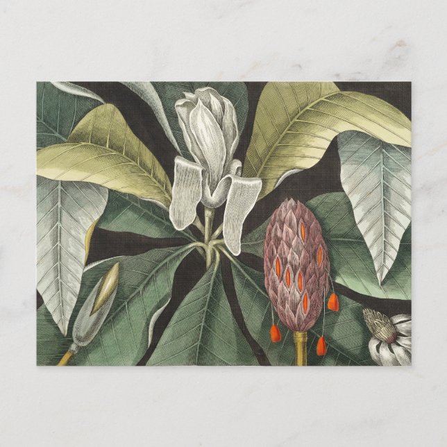 Vintage botanische Illustration Postkarte (Vorderseite)