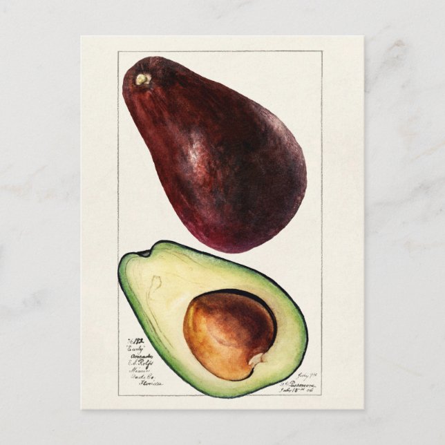 Vintage botanische Illustration Postkarte (Vorderseite)