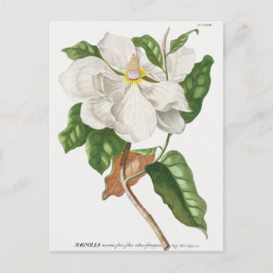 Vintage botanische Illustration Postkarte