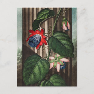 Vintage botanische Illustration Postkarte