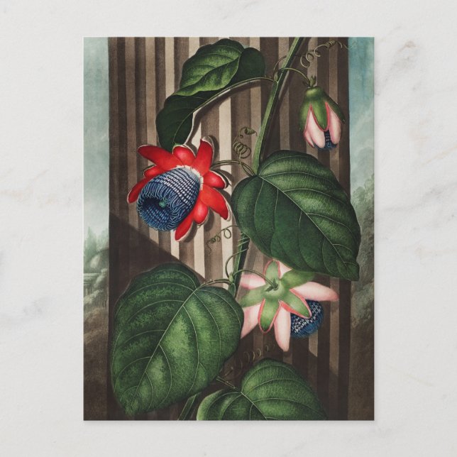Vintage botanische Illustration Postkarte (Vorderseite)
