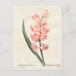 Vintage botanische Illustration Postkarte