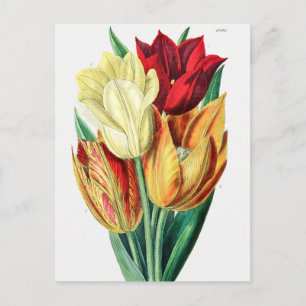 Vintage botanische Illustration Postkarte