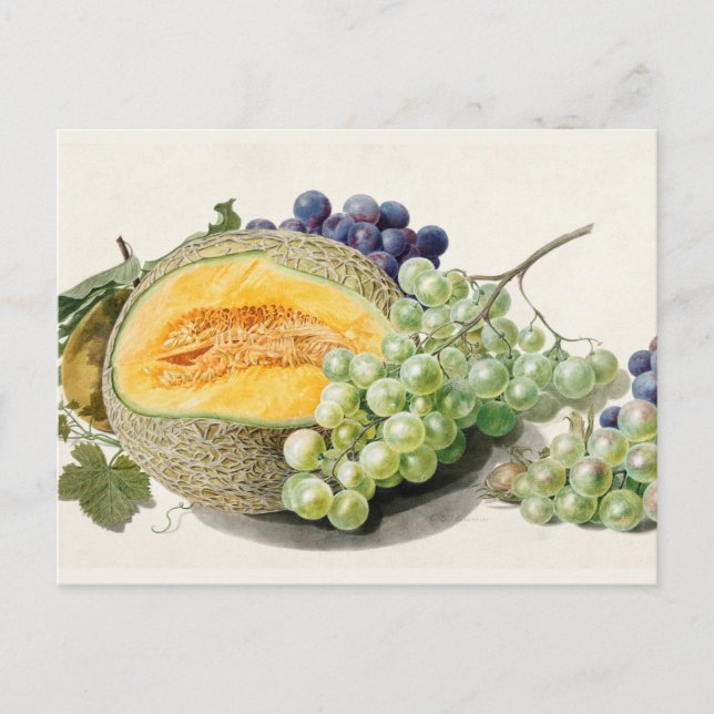 Vintage botanische Illustration Postkarte (Vorderseite)