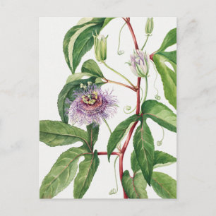 Vintage botanische Illustration Postkarte