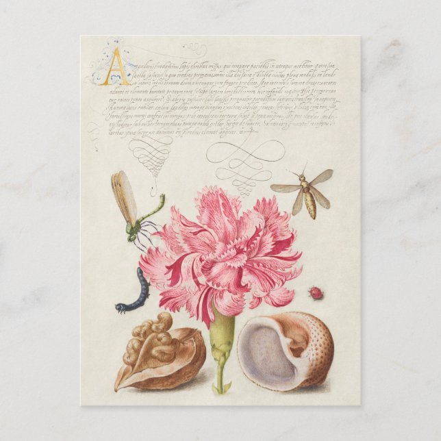 Vintage botanische Illustration Postkarte (Vorderseite)