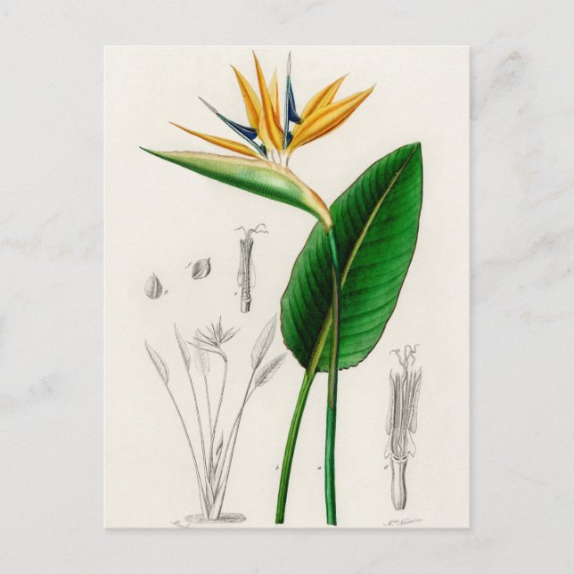 Vintage botanische Illustration Postkarte (Vorderseite)