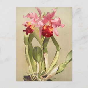 Vintage botanische Illustration Postkarte