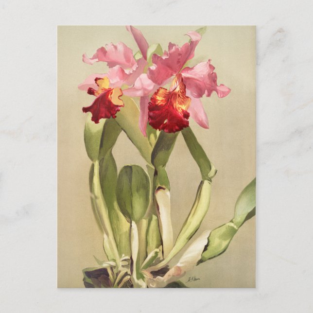 Vintage botanische Illustration Postkarte (Vorderseite)
