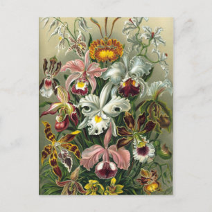Vintage botanische Illustration Postkarte