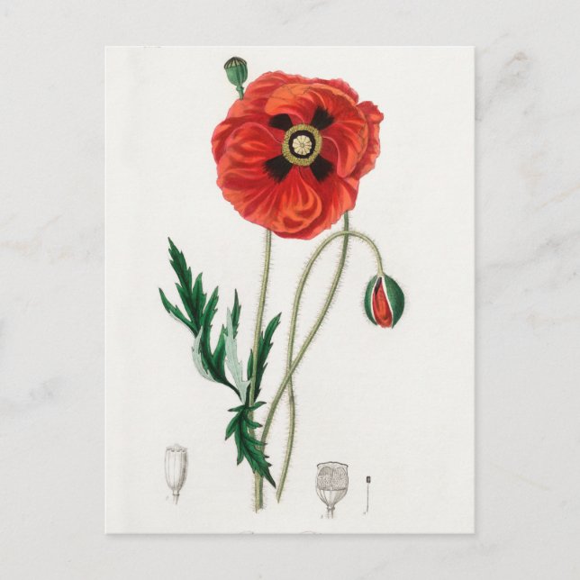 Vintage botanische Illustration Postkarte (Vorderseite)